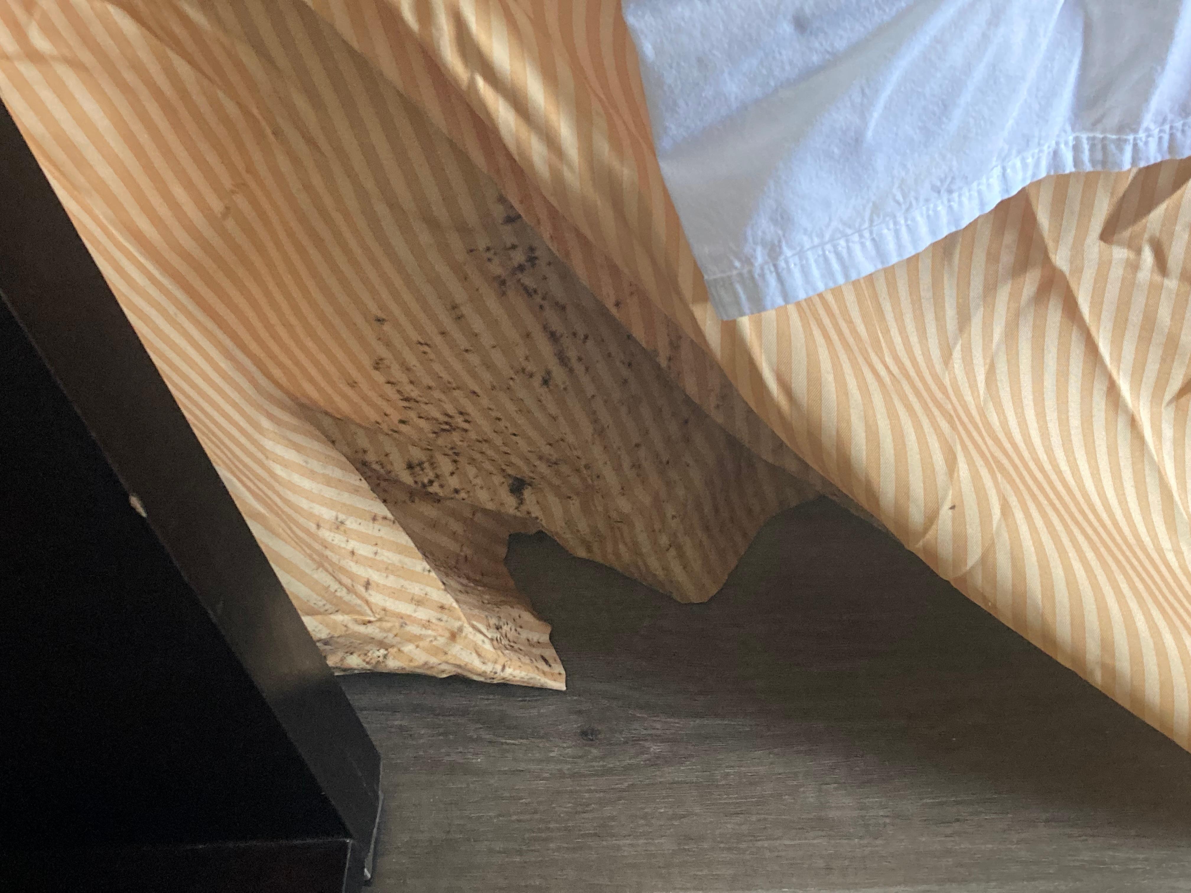 Mold on bed skirt 