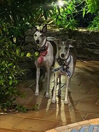 Very dog friendly - Winnie and Florence loved it!