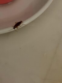 The roach on a dinner plate