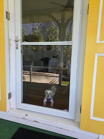 Joey enjoying his stay