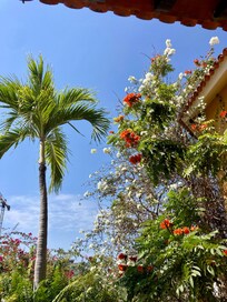 The flora from our patio
