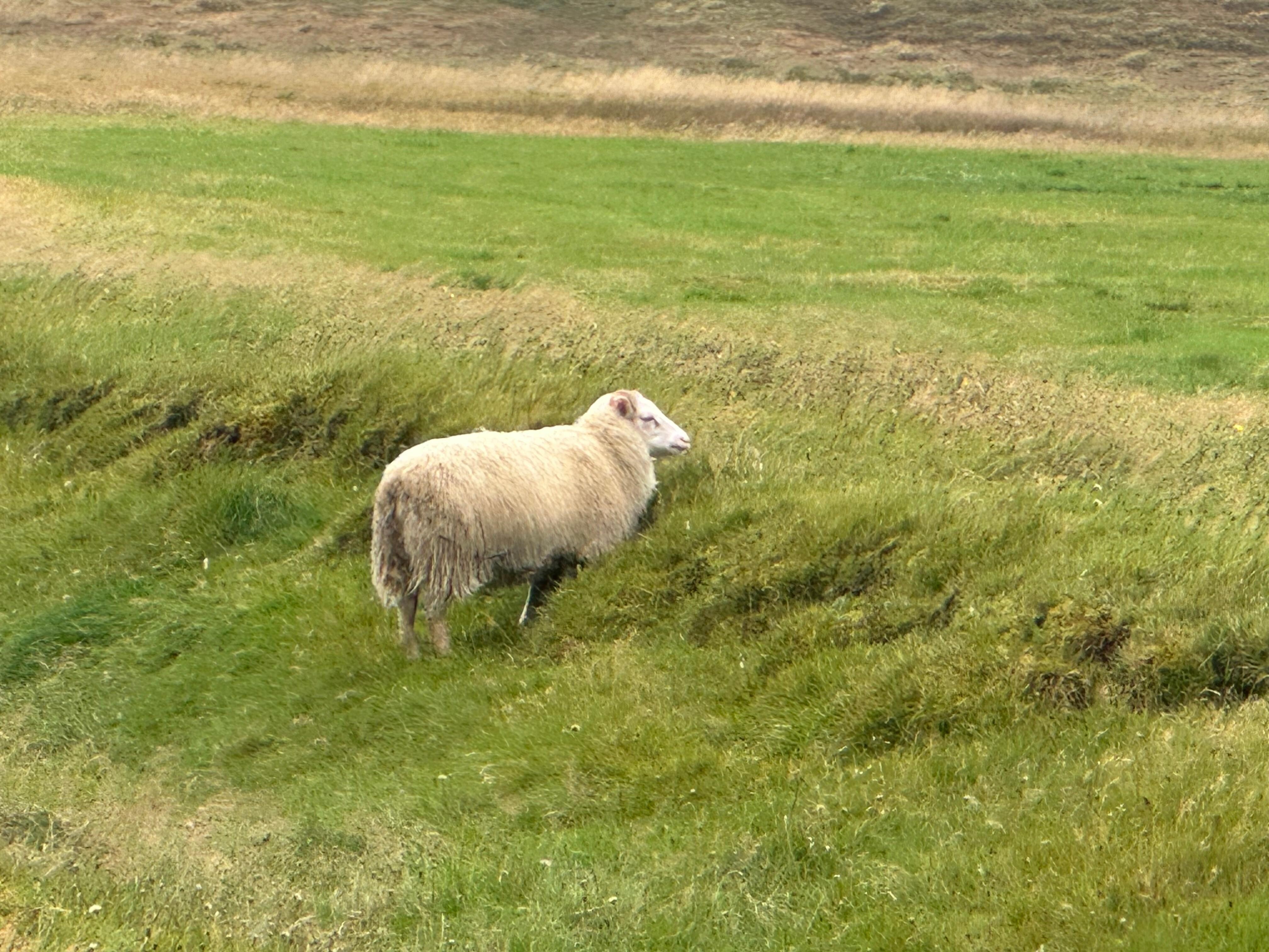 Nearby sheep hanging around munching grass in the rain