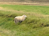 Nearby sheep hanging around munching grass in the rain