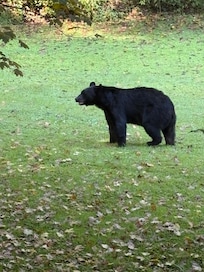 Saw this beautiful bear on our way down from the cabin.