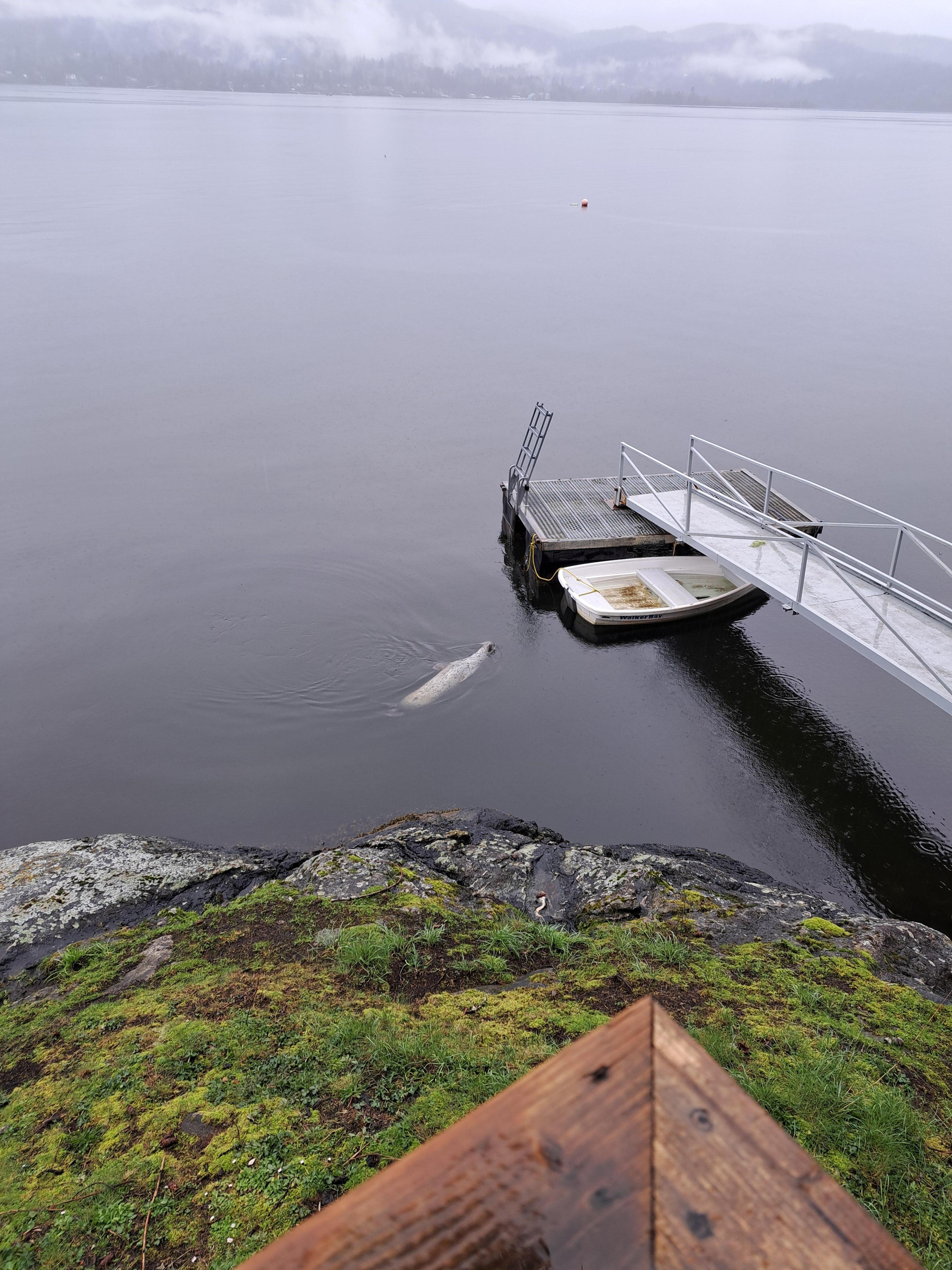 Seal at dock. Relaxing on his back :)