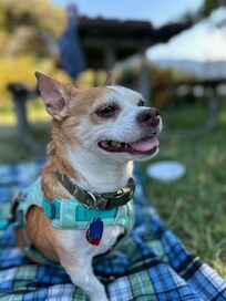 Bailey vacationing with us on Orcas Island
