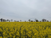Farmer’s field