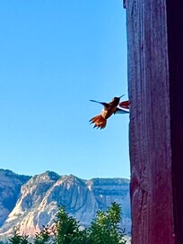 Another hummingbird zipping past my head as we sat on the front porch!