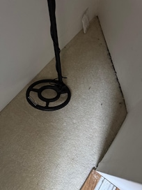 Dead bugs in corners of carpet