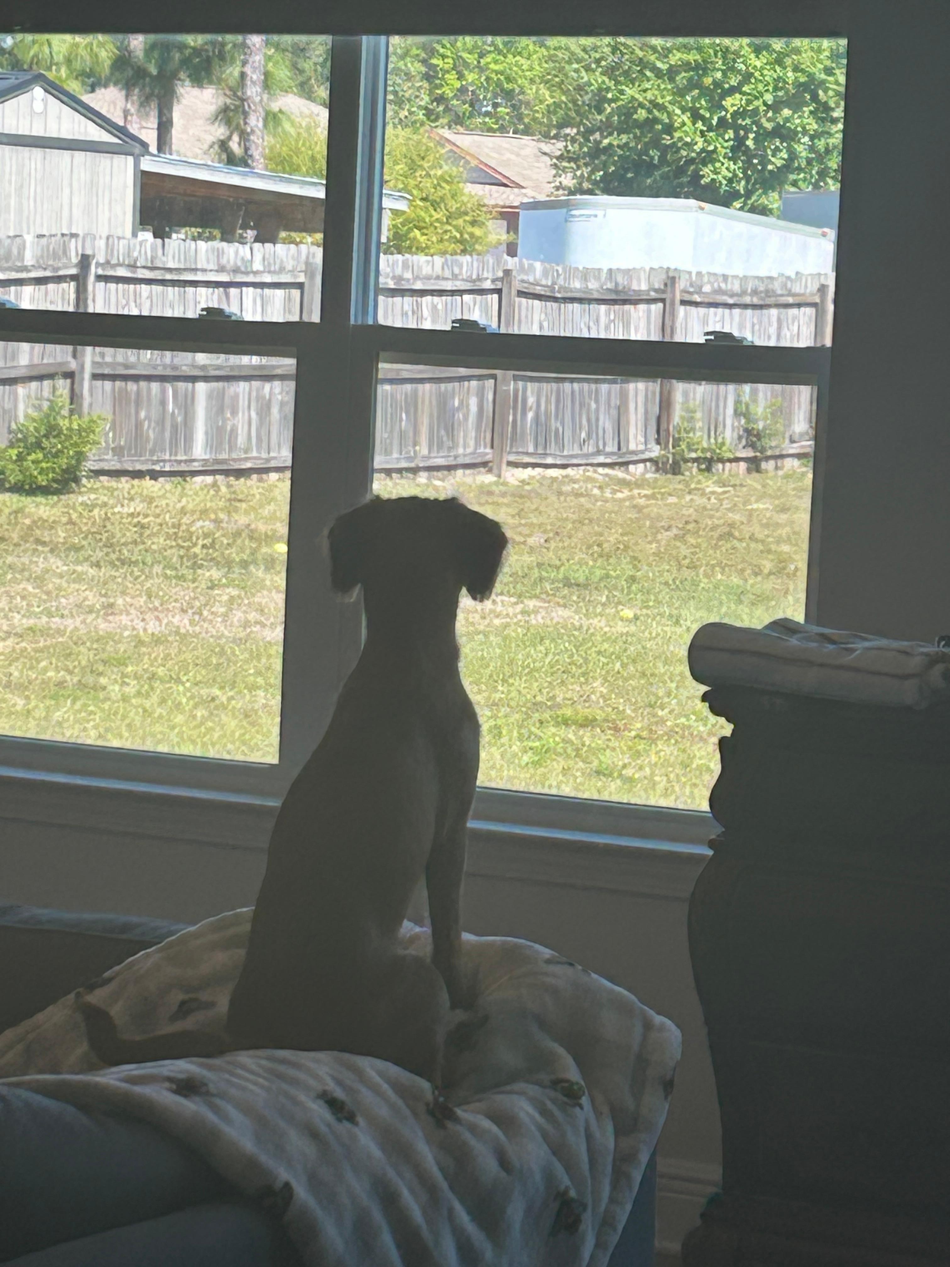 Gunner and Roxy wanting to go run and play in back yard 