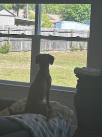 Gunner and Roxy wanting to go run and play in back yard