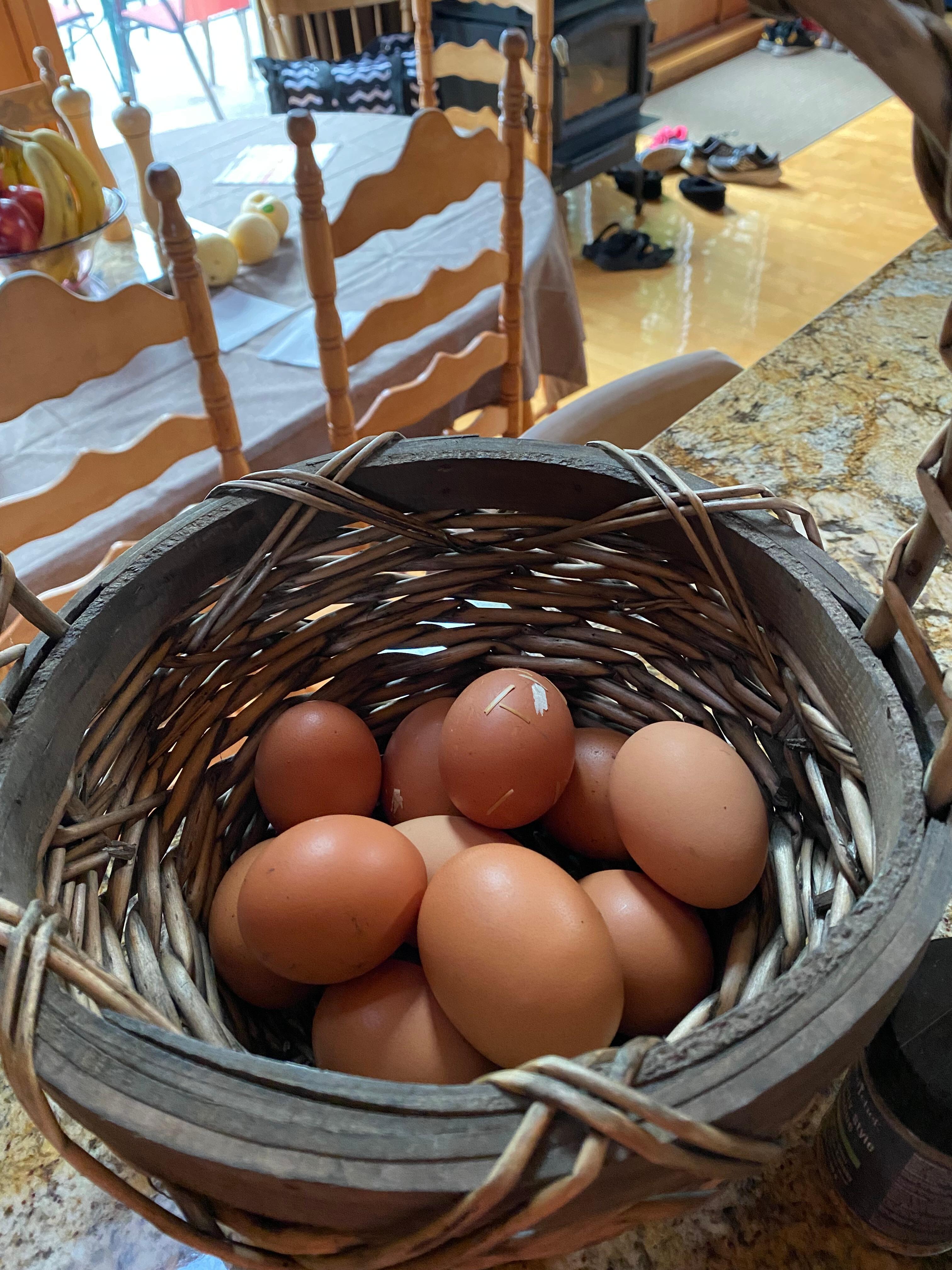 Fresh eggs
