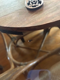 Arrived to poop all over, including the dining table