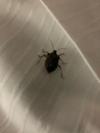 I admit having the occasional bug in my own home. This still took me by surprise.