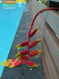 Flowers by the Pool