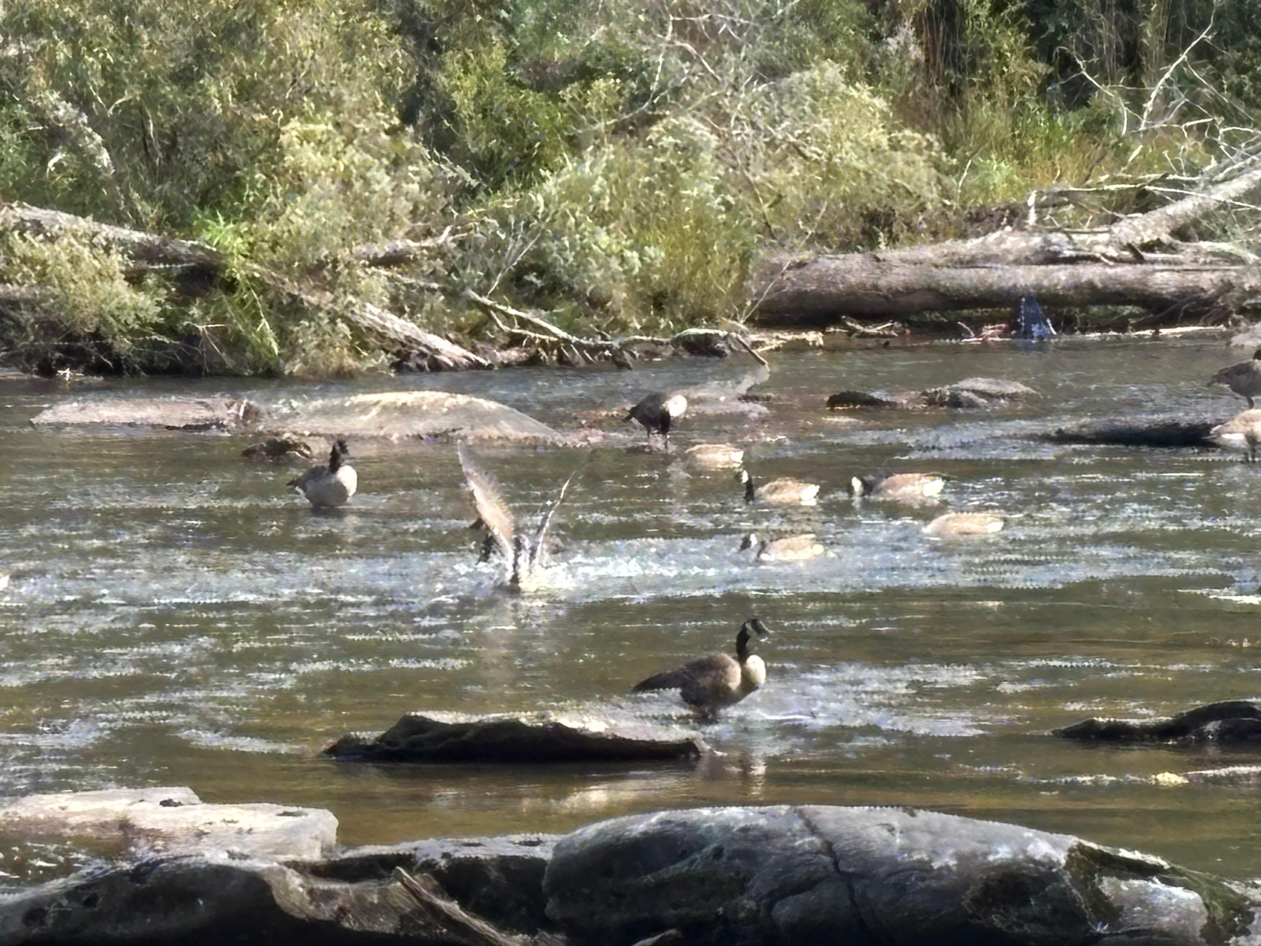 Geese would fly over in the mornings and evenings
