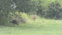 Turkeys and babies