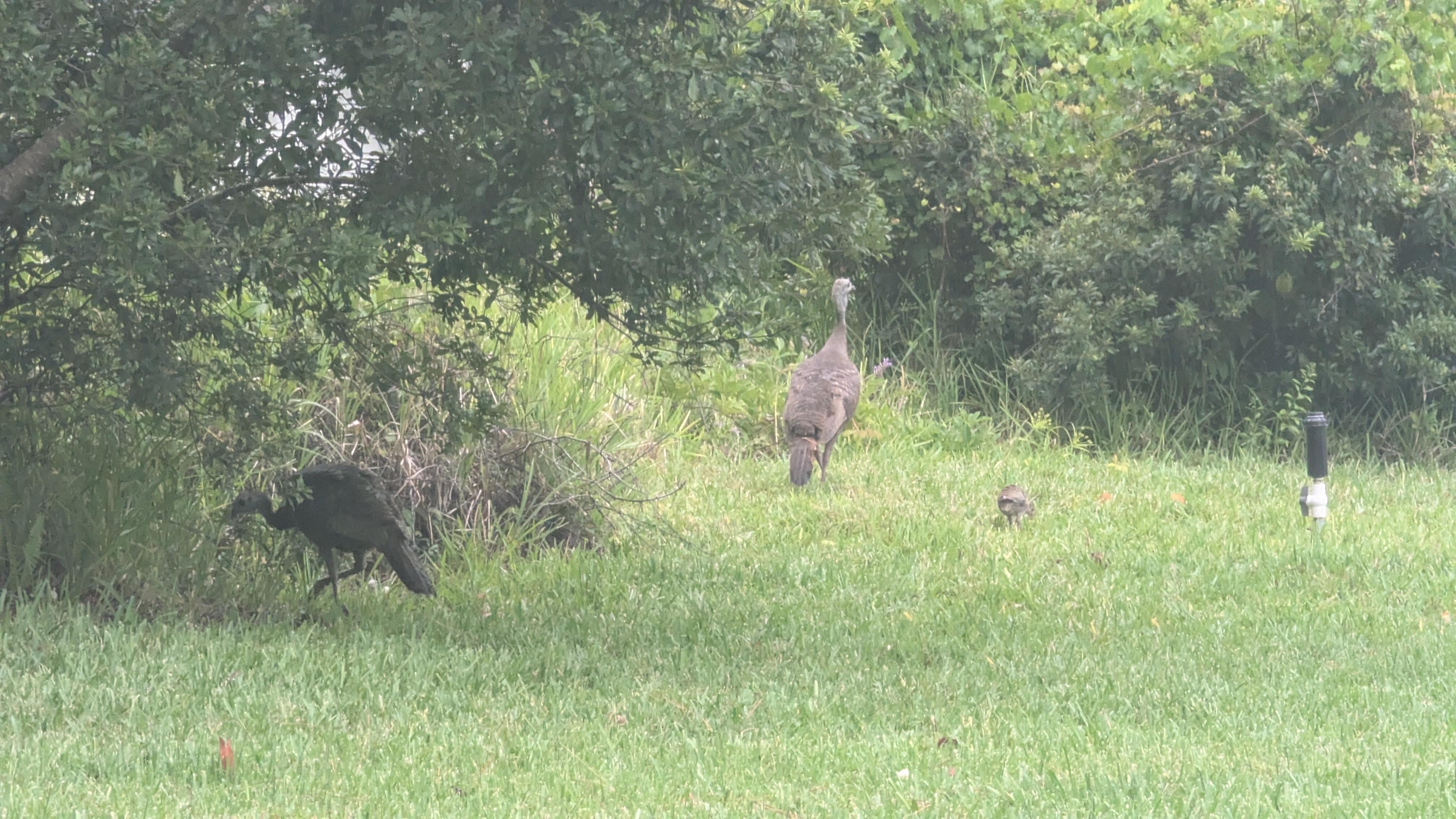Turkeys and babies