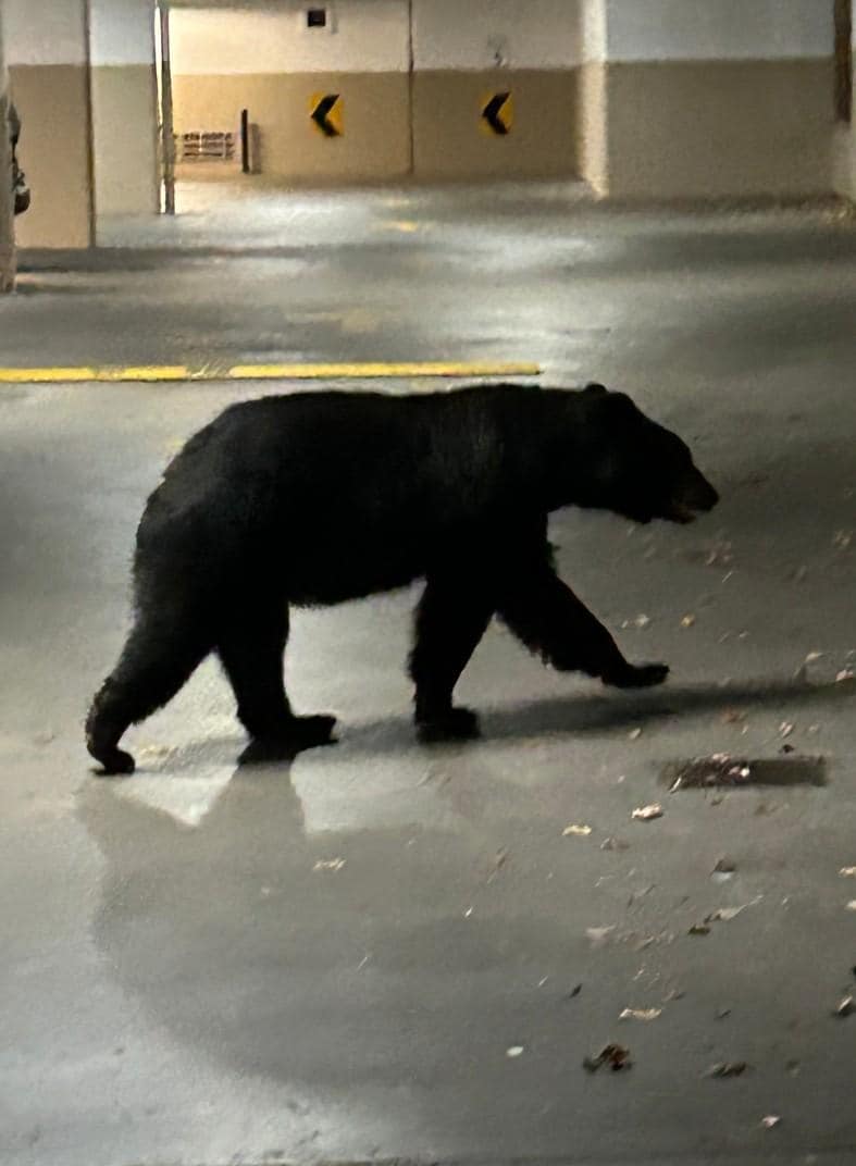 Bear in the garage 😁