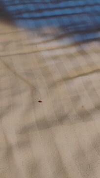 Bed bugs