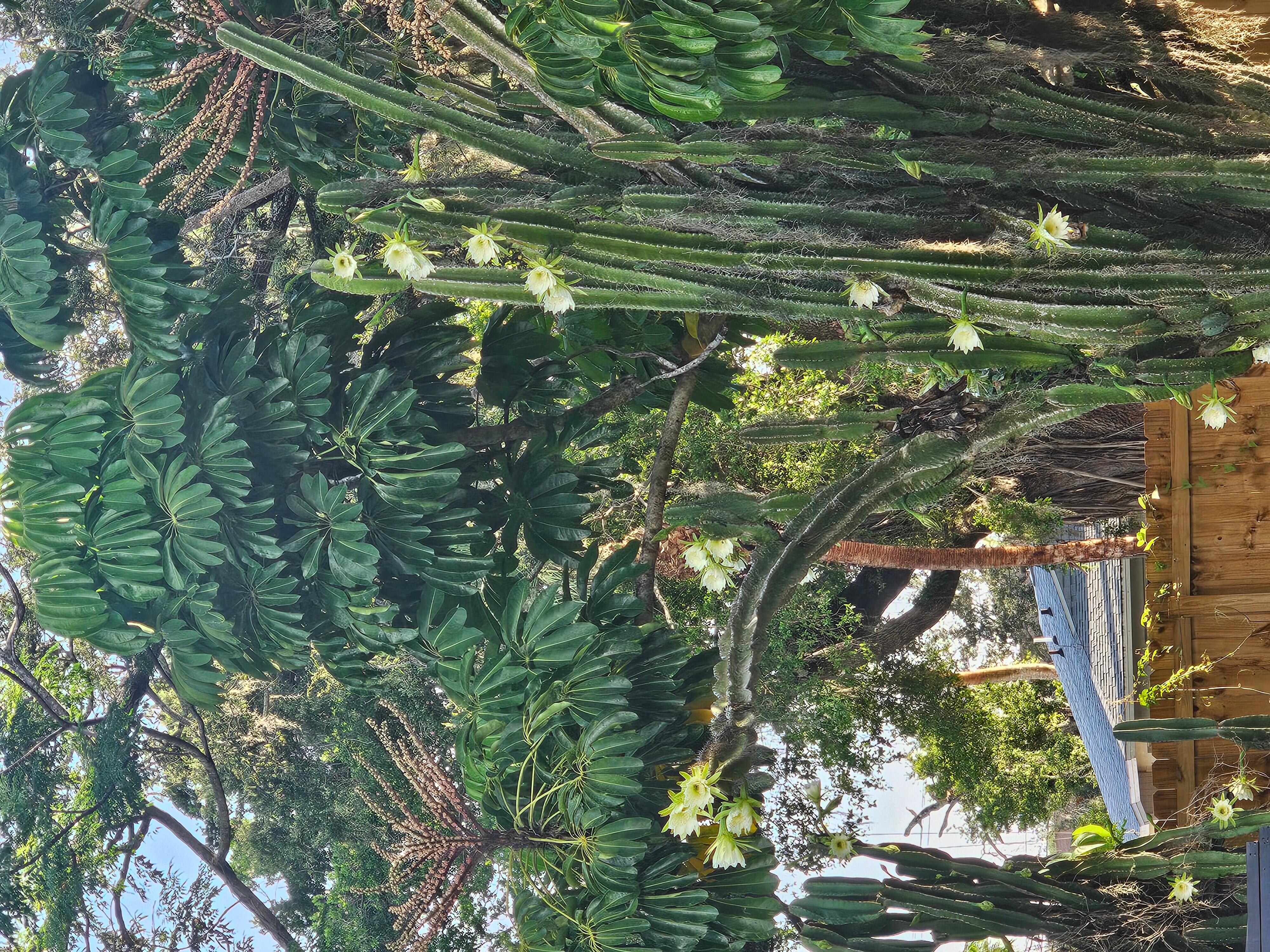 The blooming cactus in the backyard 
