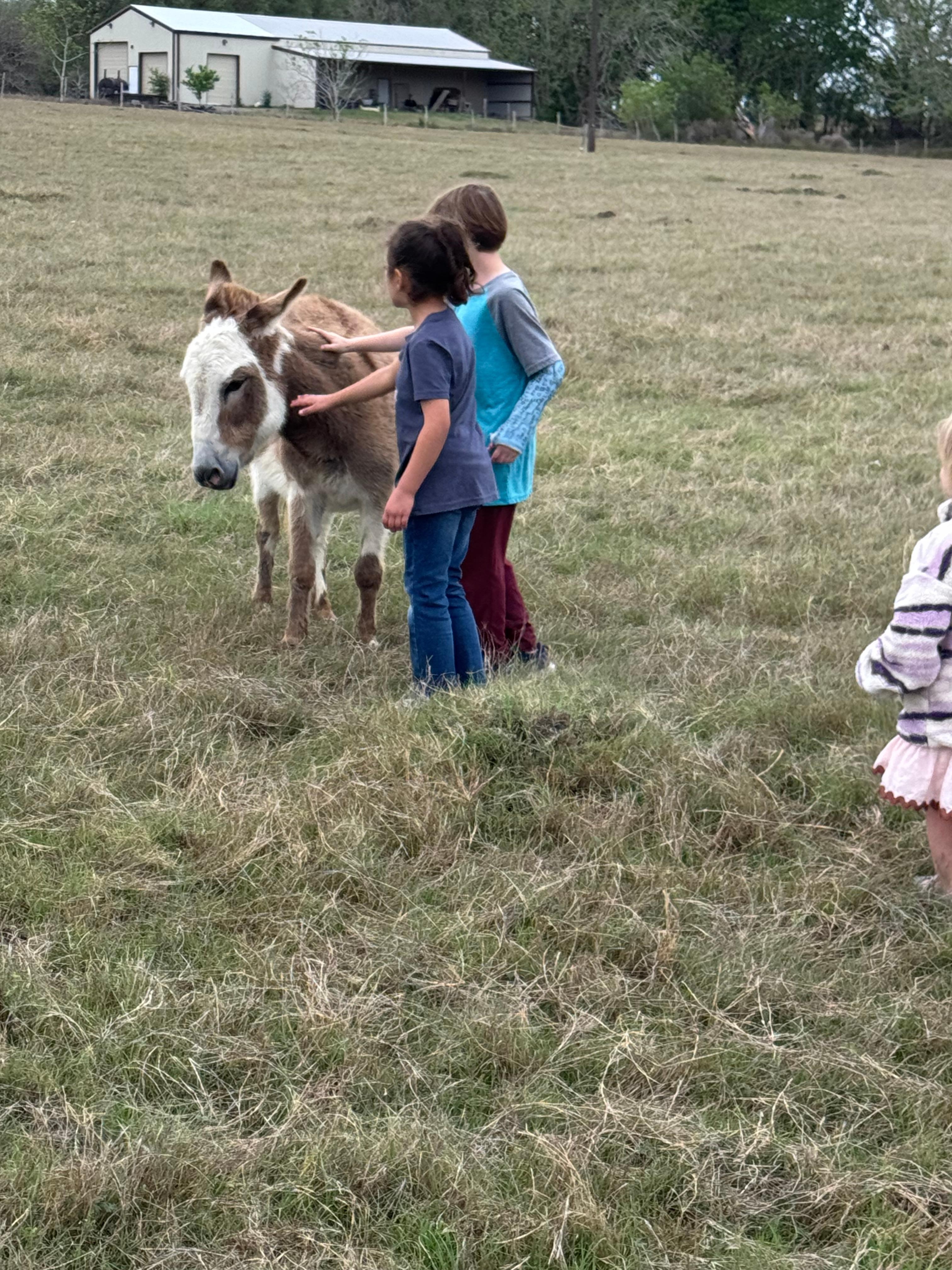 Local donkey friend 