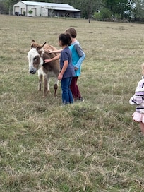 Local donkey friend
