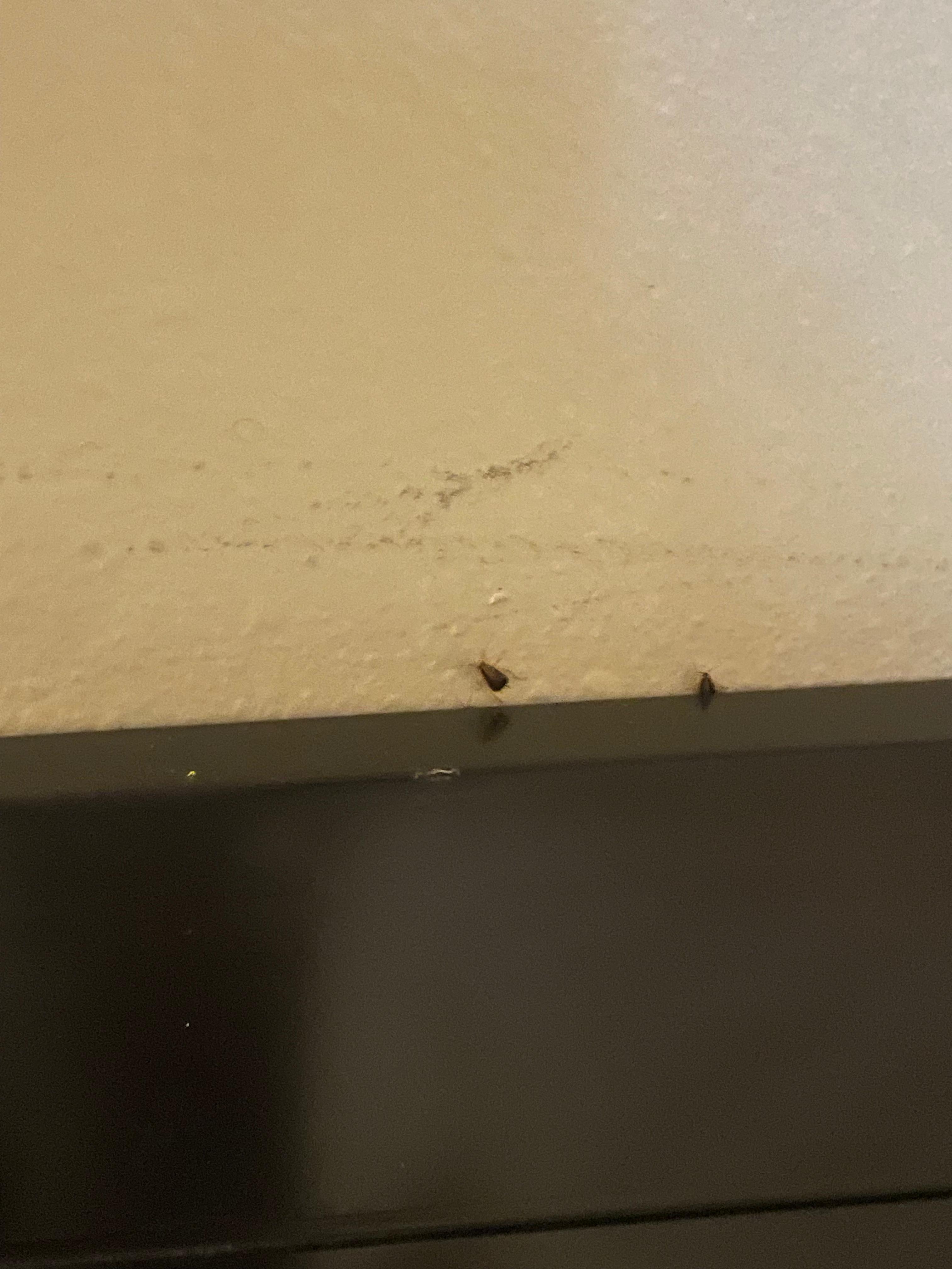 Roaches crawling from the headboard within 5 minutes of entering the room.