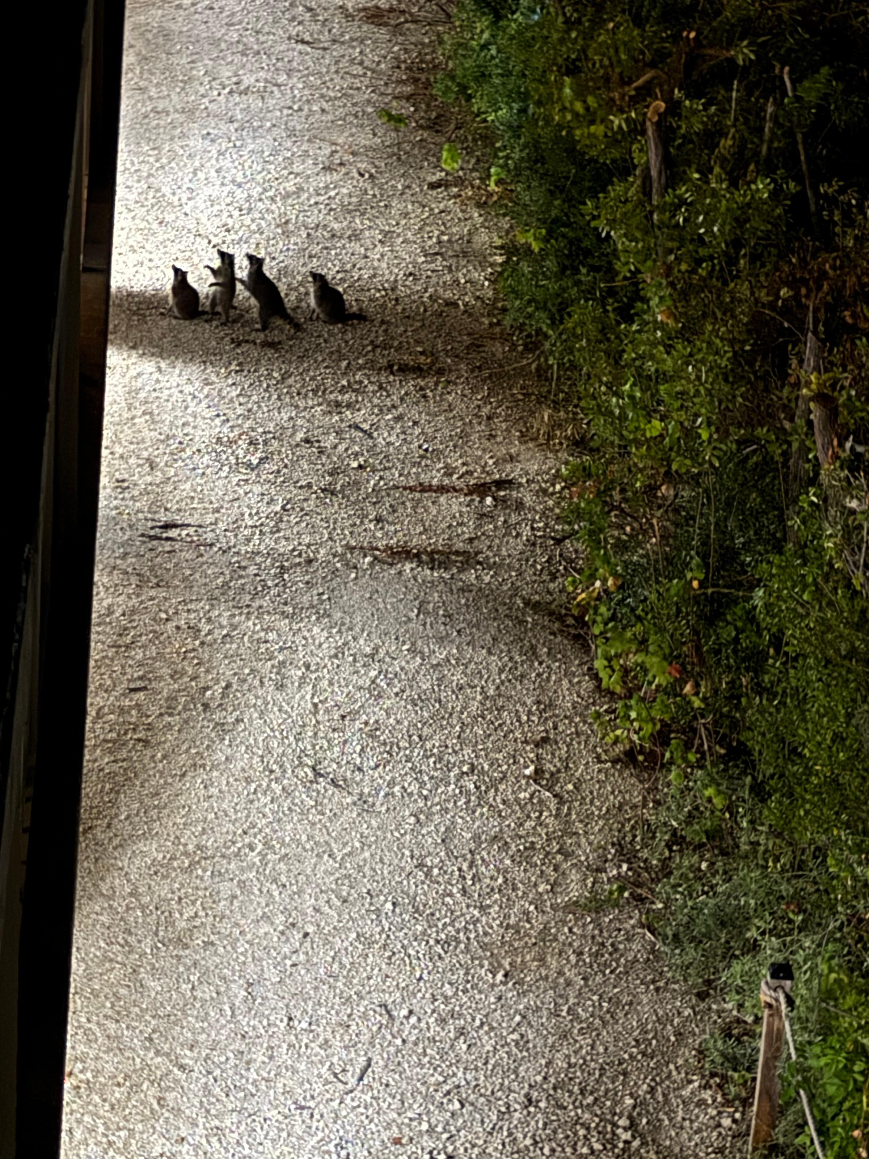 Raccoons and kitties 