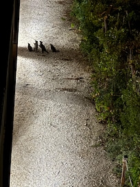 Raccoons and kitties