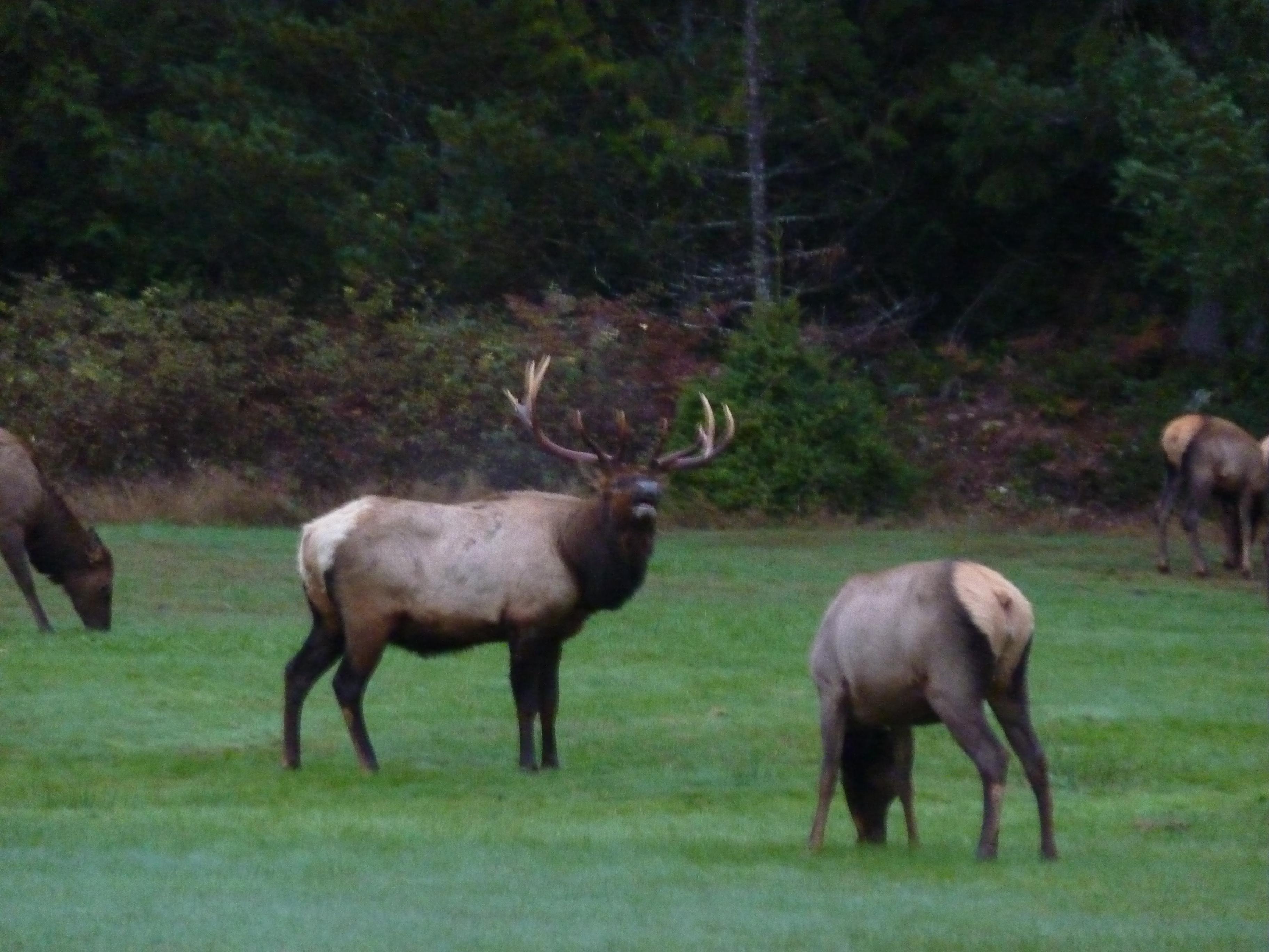 Herd of 14 Elk came to visit.