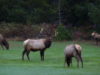 Herd of 14 Elk came to visit.