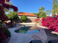Bougainvillea in bloom in March