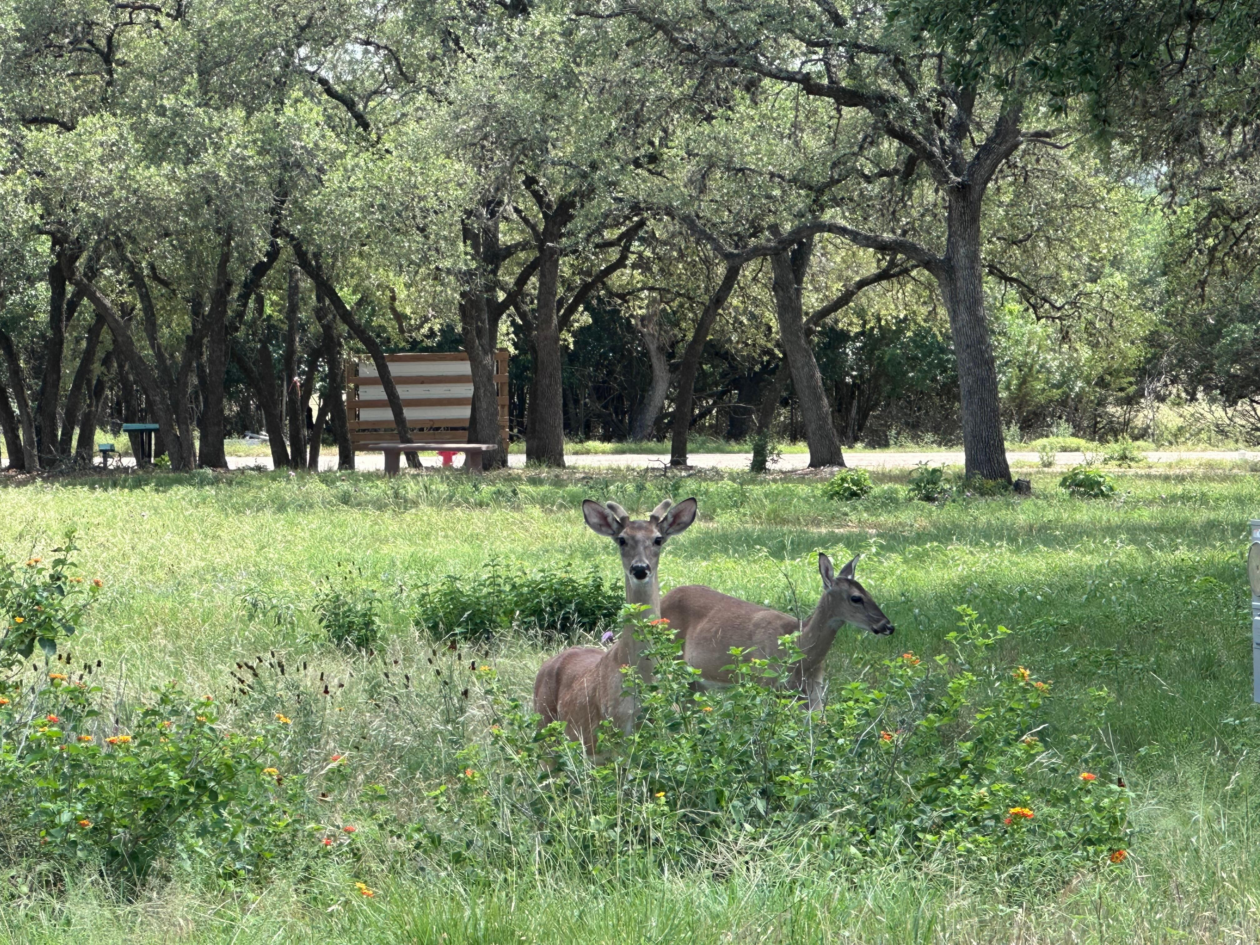the deer are so friendly, plus hummingbirds, cardinals and more. the sounds of the country. love love