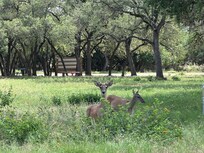 the deer are so friendly, plus hummingbirds, cardinals and more. the sounds of the country. love love