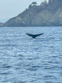 Whale watching success!