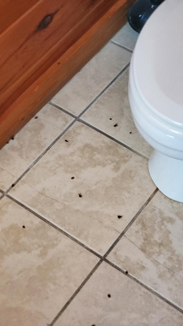 More dead lady bugs.