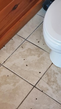 More dead lady bugs.