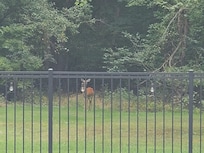 A deer came by