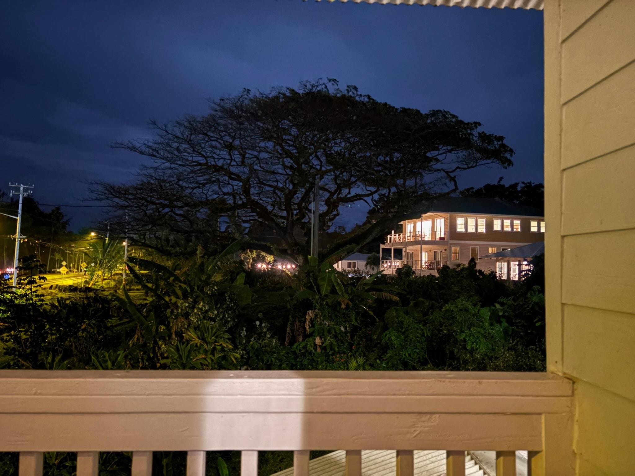 Beautiful tree next door.