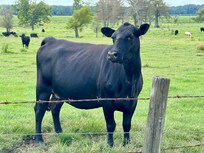 This was our son’s first experience meeting cattle and this curious mama came to greet us!