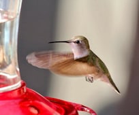 The female Costaâs Hummer
