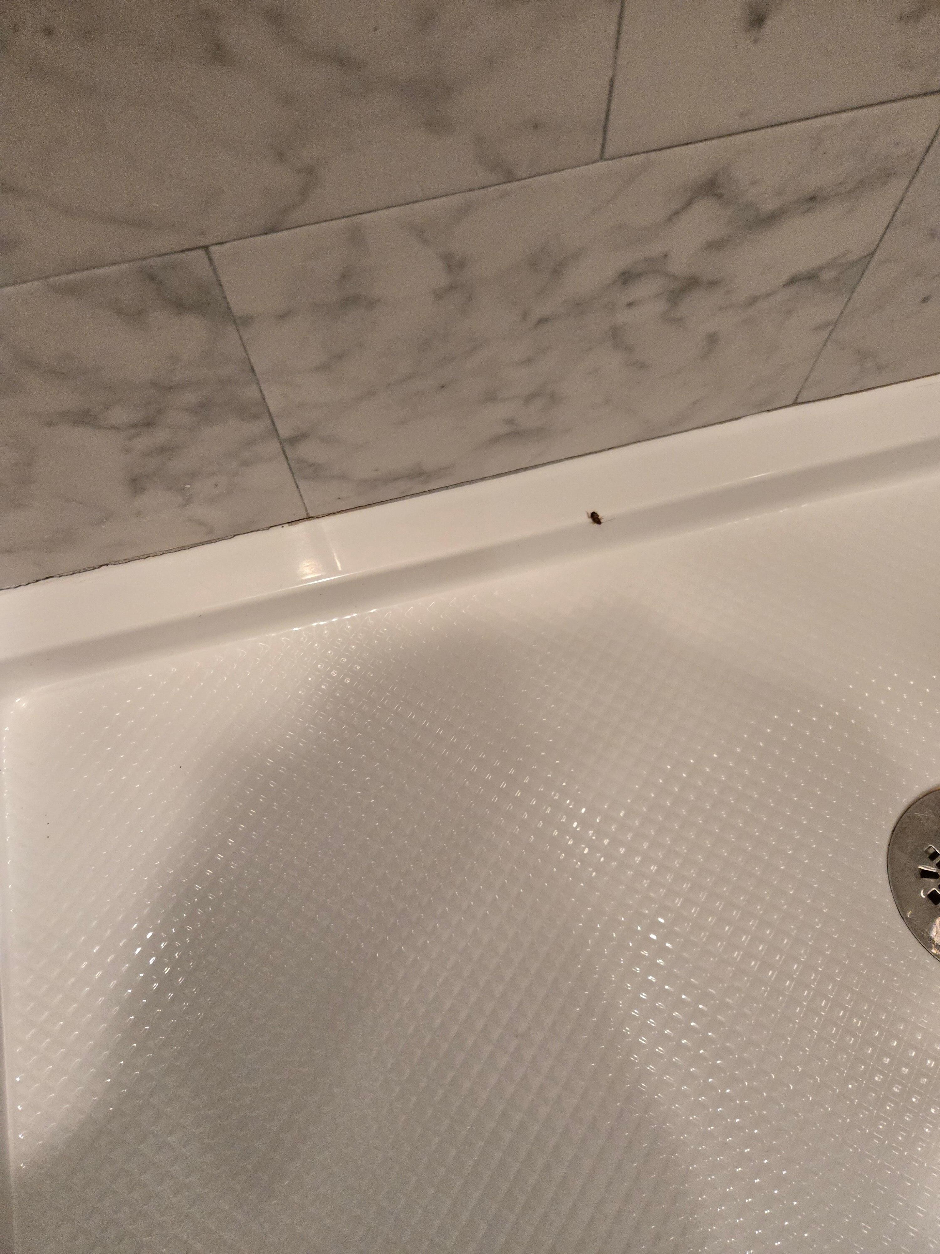Roach in the bathroom.