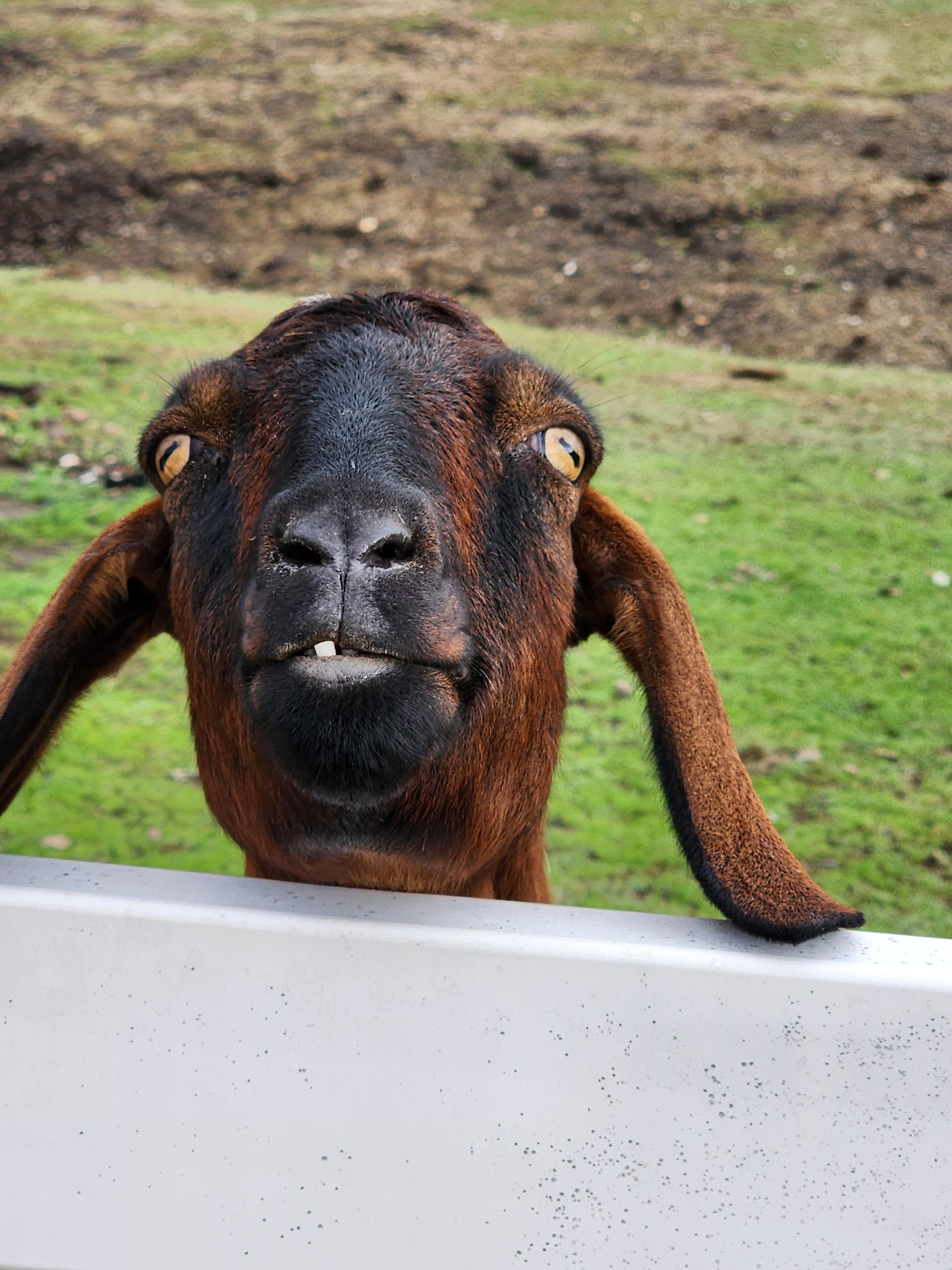 Goats are always entertaining! 