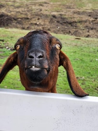 Goats are always entertaining!