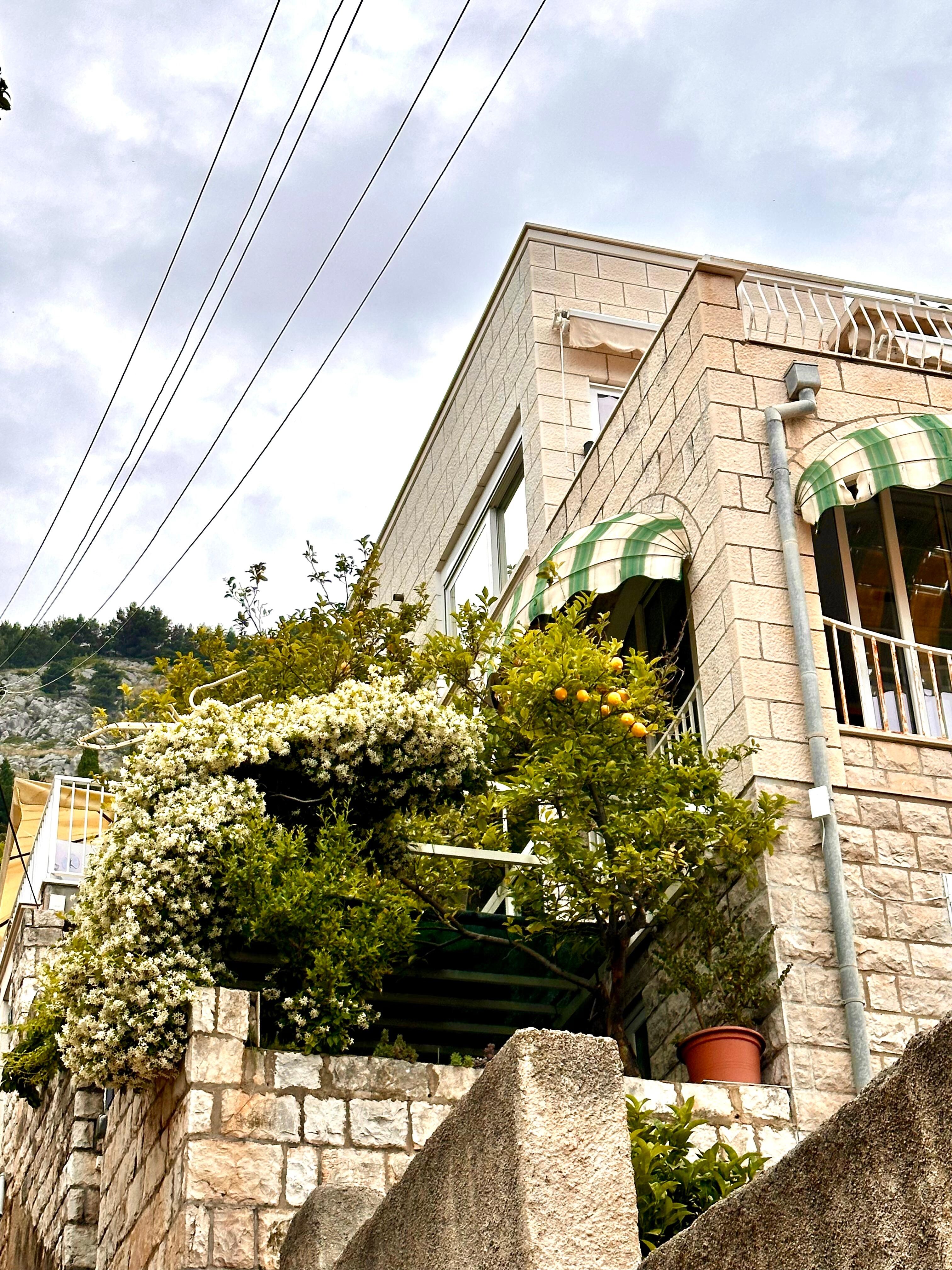 The outside, lemon tree and jasmine are where the terrace is