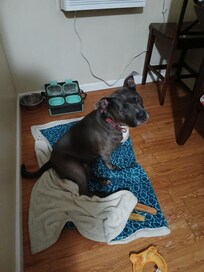 My dog in the motel relaxing