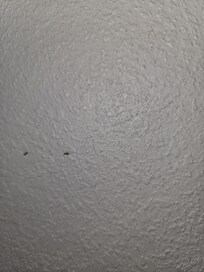 Ant