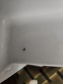 Dead bug in refrigerator.