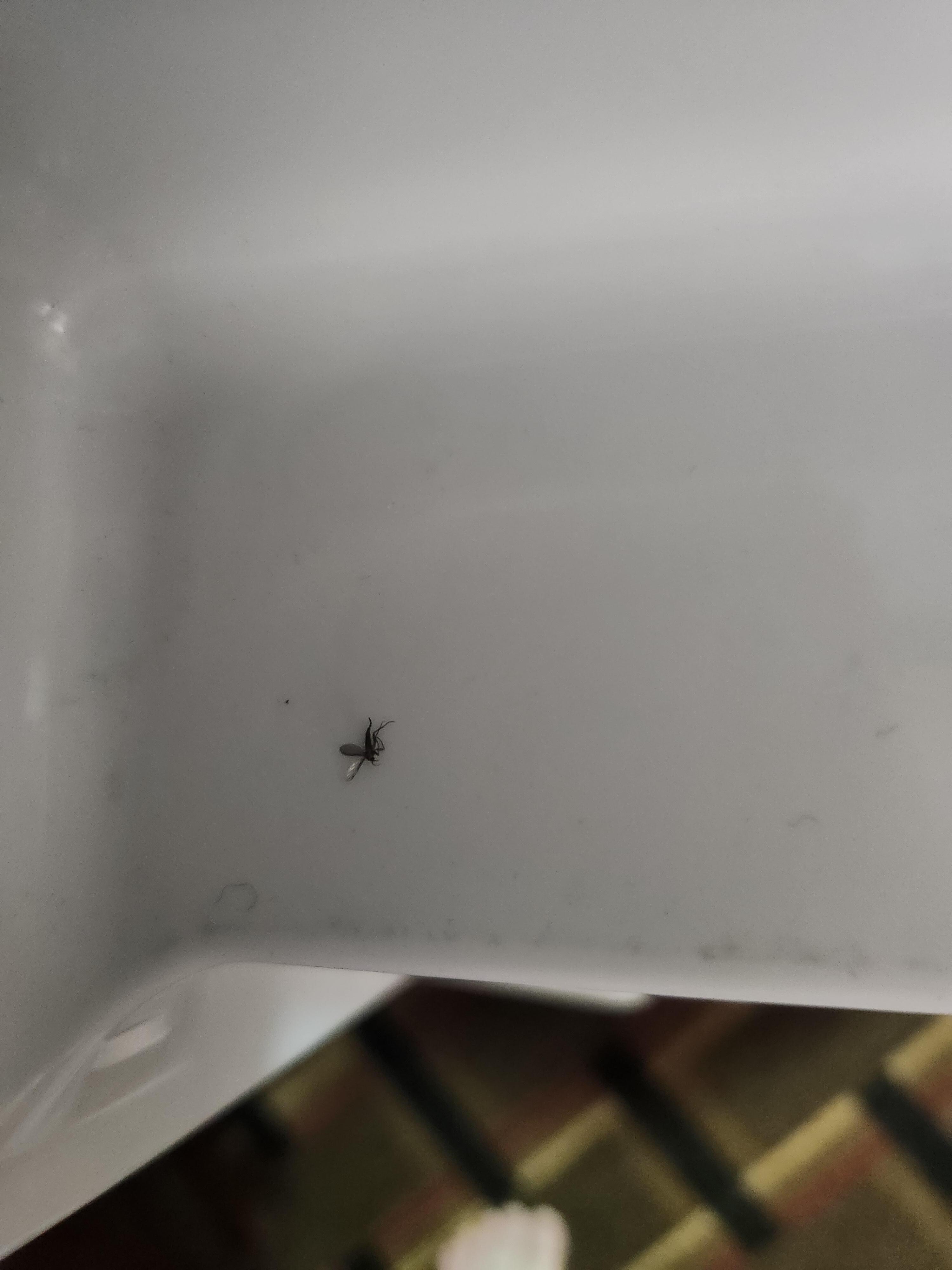 Dead bug in refrigerator. 